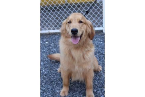 販売中のゴールデンレトリーバーの親犬